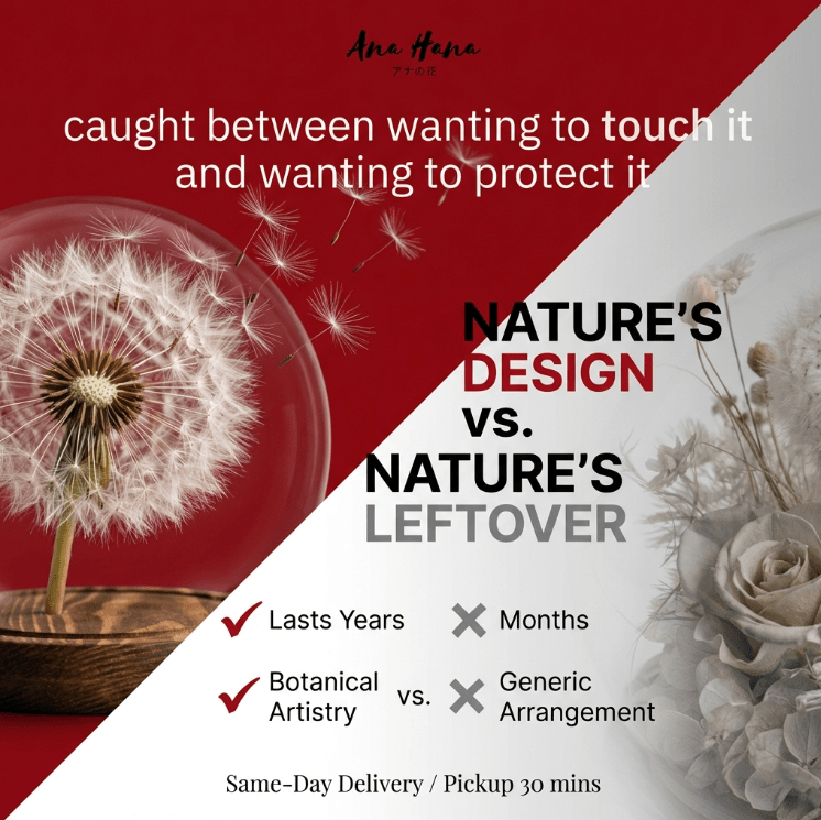 Dandelion Daphne Blowball - Flowers - Champagne - Preserved Flowers & Fresh Flower Florist Gift Store