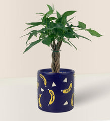 Mini Money Tree - banana pot - blue - Gifting plant - Tumbleweed Plants - Online Plant Delivery Singapore